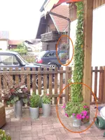 haengepetunien.webp
