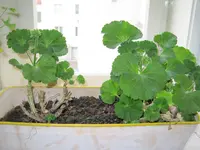 IMG_1181[1].webp