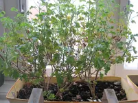 IMG_1183[1].webp