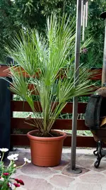 Olof Palme 3.webp