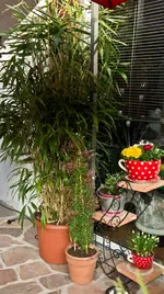 Olof Palme 6.webp