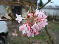 2011 03 25 001.webp