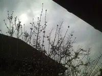 PIC00121.webp
