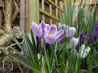 003.webp