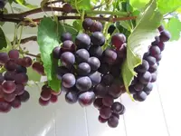 Weintrauben.webp