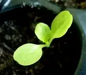 Salat_26032011.webp