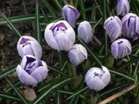 DSCF0046.webp