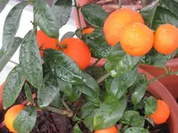 citrus.webp
