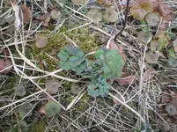 März2011 024.webp