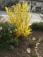 forsythie26032011.webp