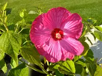 DSCF4659.webp