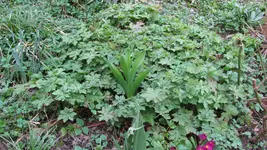 geranium.webp