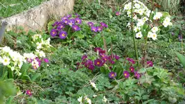 018 (2).webp
