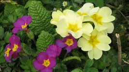 020 (2).webp