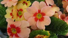 033 (2).webp