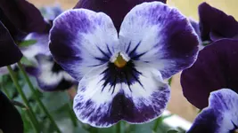 038 (2).webp