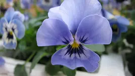 039 (2).webp