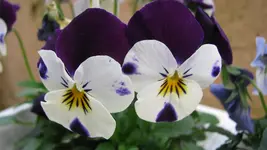 040 (2).webp