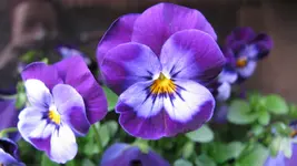 042 (2).webp
