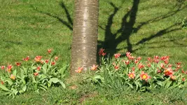 125.webp