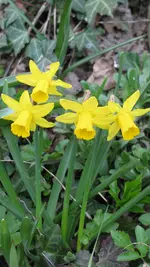 131.webp