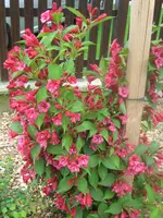 IMG_0727.webp
