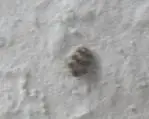 käfer1.webp