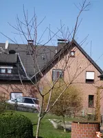Pfirsich3.webp