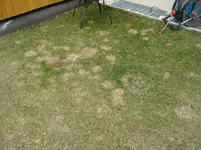 RASEN1.webp