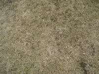 RASEN2.webp