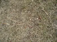 RASEN5.webp