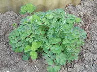 Ludwigshafen Garten 052.webp