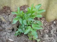Ludwigshafen Garten 053.webp