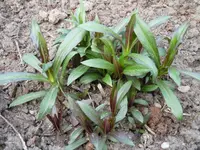 Ludwigshafen Garten 054.webp