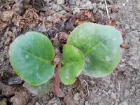Ludwigshafen Garten 055.webp