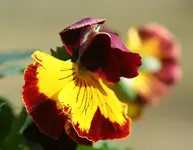 Stiefmütterchen.webp