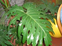 CIMG3568.webp