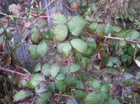 Foto0063.webp