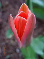 065.webp