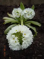 070.webp
