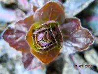 090.webp