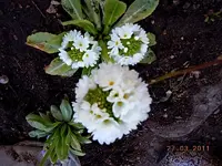 102.webp