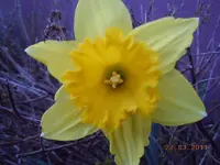 130.webp