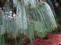 IMG_1827v.webp