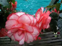 IMG_1831v.webp