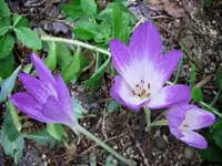 IMG_1850v.webp