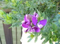 IMGP0758.webp