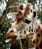 Giraffe v.webp