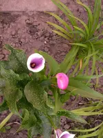 Julias Calle und eine Pinkfarbene.webp