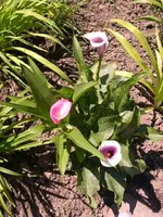 Pinkfarbene und Julia.webp